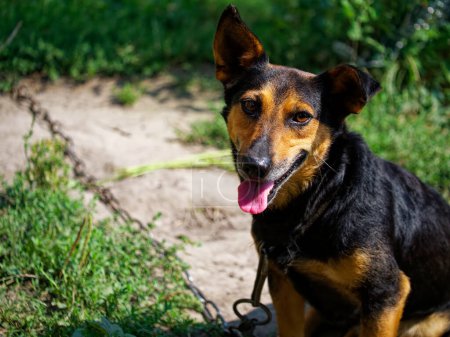 A dog is outdoors, surrounded by greenery and a dirt path. The image is bright and natural, suitable for pet care or privacy topics.