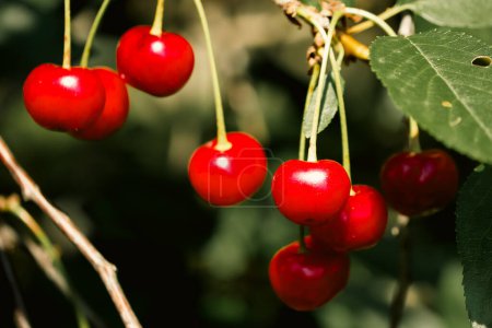 Leuchtend rote Kirschen baumeln von Zweigen inmitten grünen Laubs. Geeignet für Garten- oder Ernährungsbilder.
