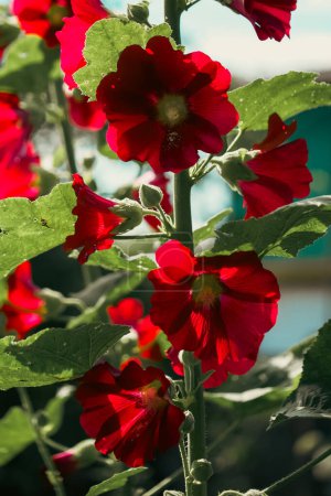 Un primer plano de vibrantes flores rojas con hojas verdes, bañadas por la luz del sol.