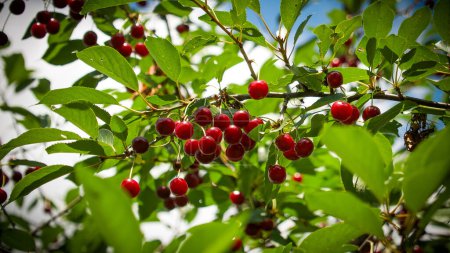 Sonnenbeschienener Kirschbaum, beladen mit saftigen roten Kirschen inmitten grünem Laub, der Fülle und Frische repräsentiert; perfekt für Werbung in Bezug auf Lebensmittel, Ernährung oder die Schönheit der Natur.