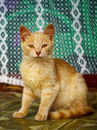 A serene orange cat sits against a vibrant, patterned backdrop, its gaze calm and attentive.
