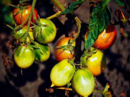 Photo for Tomatoes transitioning from green to red on a vine, illustrating the lifecycle amidst green foliage. Uses: Science textbooks, farming guides, plant growth articles. - Royalty Free Image