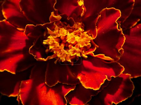 Beauté florissante : fleur de souci avec dégradé rouge-jaune ; centre doré se démarque. Utilisations : Catalogues de plantes, marketing horticole, photographie de nature.