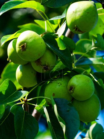 Peras maduras en ramas en medio de hojas verdes, mostrando crecimiento natural y productos frescos de granja.