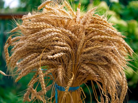 Nahaufnahmen, die komplizierte Details reifer Weizengarben einfangen, die die landwirtschaftliche Produktivität symbolisieren.