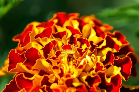 Souci Majesté : Une fleur de souci avec des pétales rouges et des bords jaunes sur un fond sombre. Utilisations : blogs nature, contenu éducatif, art floral.