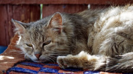 Las orejas de los gatos son erectas pero relajadas; sus bigotes se extienden con gracia, agregando al ambiente sereno de la imagen