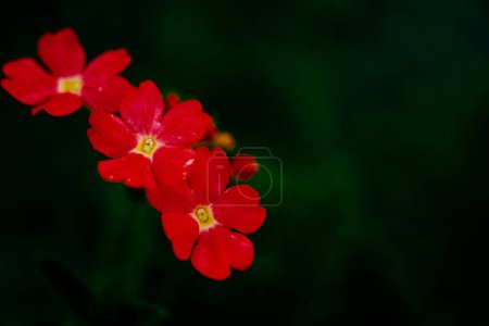 Eine Traube leuchtend roter Blüten sticht vor dunklem Hintergrund hervor, jedes Blütenblatt und jedes Detail wird hervorgehoben.