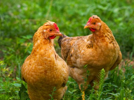 Zwei braune Hühner auf einer grünen Wiese, die eine natürliche und gesunde Geflügelhaltung demonstrieren. Ideal für Inhalte aus ökologischem Landbau, Lehrmaterialien oder Visuals zum Thema Natur.