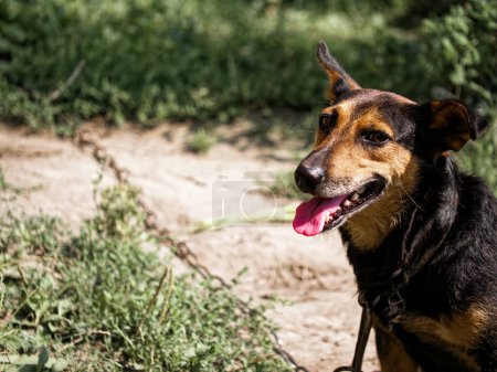 Un perro en un entorno natural. Ideal para artículos sobre seguridad de mascotas o tratamiento ético de animales.