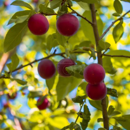 A vivid display of fresh plums amidst greenery. Ideal for garden magazines, culinary arts showcases, or nature-themed visual projects.