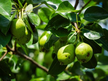 Green pears and leaves under sunlight; an image reflecting growth and natures bounty, suitable for educational materials in botany or nutrition