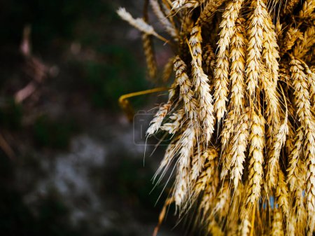 Detaillierte Bilder, die sich auf die reichen Texturen von gereiftem Weizen konzentrieren; perfekt für die Ernte oder die Natur.