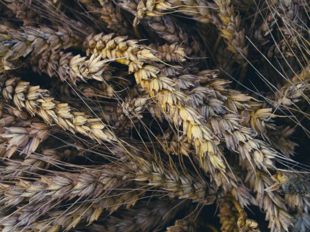 Goldene Weizengarben füllen den Rahmen und bieten eine strukturierte Optik, die Gefühle von Erntezeit hervorruft; geeignet für Lebensmittelverpackungen oder landwirtschaftliche Vermarktung.