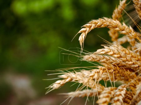 Ripe wheat with a soft-focus background; ideal for content related to farming and natural foods.