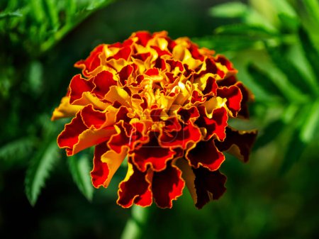 Sunlit Marigold Beauty: Sunlight highlighting the marigolds orange hues and leafy backdrop. Uses: Photography portfolios, environmental articles, green living guides