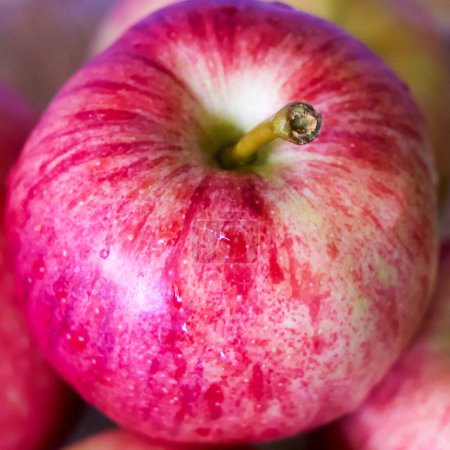 Téléchargez les photos : Pomme mûre avec gouttes d'eau. Une pomme mûre avec des gouttes d'eau, transmettant la pureté naturelle. Idéal pour contenu éducatif ou diététique. - en image libre de droit