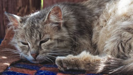 Sunlight gently illuminates the cats fur, highlighting its texture and color variations from light grey to deep brown