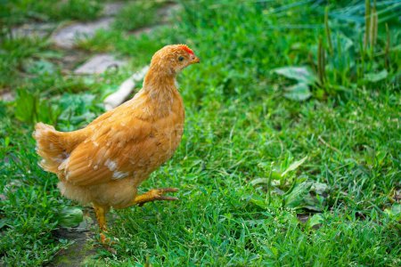 A well-detailed image capturing a chicken in mid-step surrounded by rich green foliage.