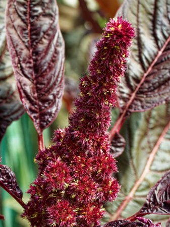 Une vue de près d'une fleur rouge remarquablement texturée au milieu d'une végétation luxuriante, illustrant des natures aux motifs complexes