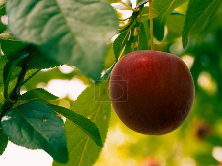 Photo for An plum tree bears a solitary ripe fruit amid verdant foliage. - Royalty Free Image