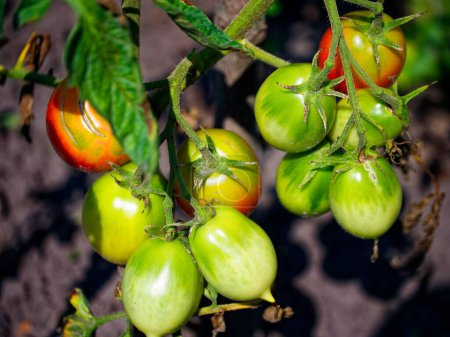 Photo for A cluster of tomatoes bathed in sunlight, from green to ripe, ready for harvest, symbolizing freshness. Uses: Food marketing, recipe blogs, health and nutrition guides. - Royalty Free Image