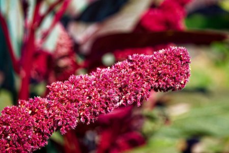 Eine lebhafte Traube tiefrosa Blüten, volle Blüte vor verschwommenem Hintergrund, passend für Inhalte im Frühling.