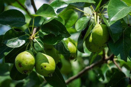Fresh pears on a tree with bright green leaves around; a visual representation of organic produce for grocery stores or farmers market promotions