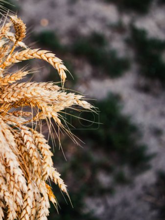Une vue détaillée du blé mûr, prêt à la récolte, symbolisant la fertilité et la générosité des natures