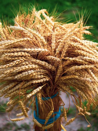 Landwirtschaftliche Bilder, die sich auf die Details reifer Weizengarben konzentrieren, die zur Verarbeitung bereit sind.