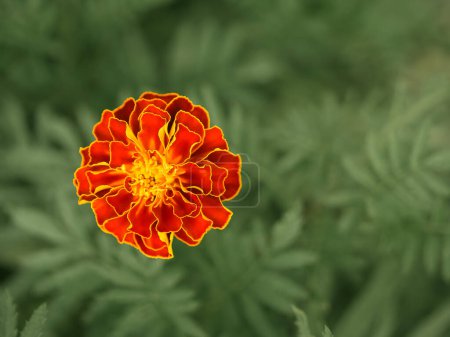 The image captures the intricate details of a blooming marigold amidst lush greenery; perfect for garden enthusiasts or nature-themed content.