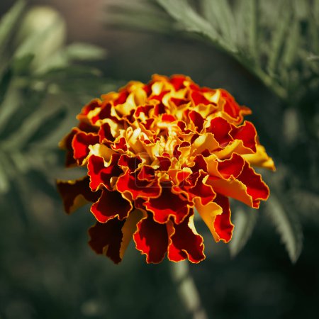 Armonía floral: Caléndula en armonía con su entorno natural, llena de vida. Usos: Sitios web de bienestar, aplicaciones de meditación, fotografía de estilo de vida.