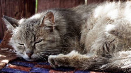 The cats fur is thick and fluffy, indicating it might be a long-haired breed; it lies in repose, embodying tranquility