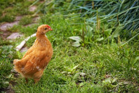 A brown chicken stands alert in a vibrant green garden, surrounded by lush grass and plants.