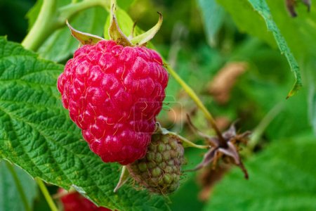 The contrast between the ripe red and unripe green raspberries amidst lush leaves can be used in educational materials about plant growth.