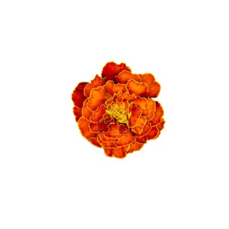 A solitary marigold flower displaying its unique patterned petals and bright colors; an excellent choice for greeting cards or decorative art pieces.
