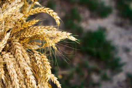 Las espigas de trigo en foco, una representación de la agricultura, la agricultura y la industria de alimentos orgánicos.