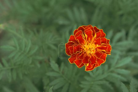 A vivid marigold flower blossoms amongst dense green leaves; an epitome of natural beauty and renewal suitable for various creative uses.