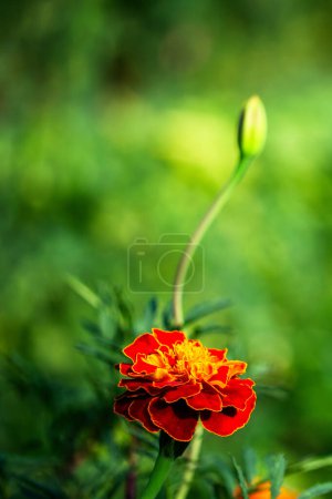 A single marigold flower in full bloom, displaying a mix of red and orange hues, amidst a sea of green foliage; suitable for environmental contexts.