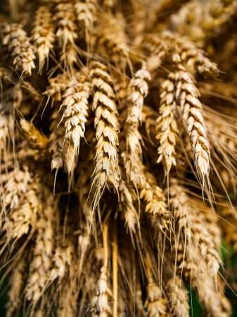 Das Bild zeigt reifen Weizen mit markanten Texturen und warmen Tönen, ideal, um Konzepte von Wachstum, Ernte und natürlichem Reichtum zu vermitteln..