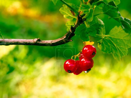Taugeküsste rote Beeren baumeln von einem Ast, der von leuchtenden Blättern umgeben ist und unterstreichen die Schönheit.
