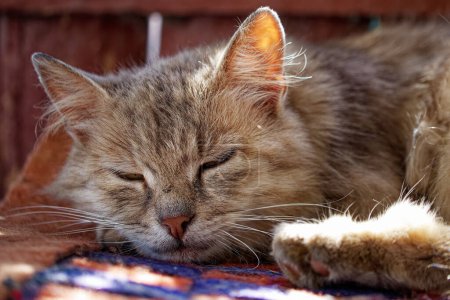 Un primer plano de un gato con piel gris, descansando sobre una colorida alfombra tejida, ojos casi cerrados, exudando una sensación de calma y relajación.