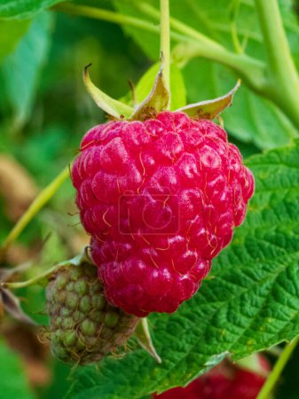 A detailed view of raspberries at different ripening stages surrounded by leaves; suitable for gardening or botanical illustrations.