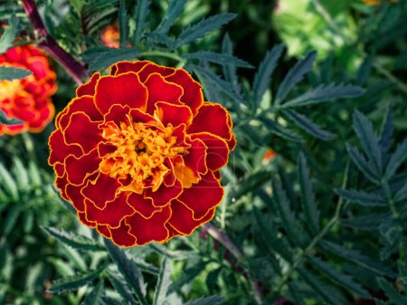 This image captures a stunning marigold showcasing its intricate petal details and vivid colors, set against a backdrop of lush greenery; ideal for gardening or nature-inspired content.