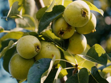 Sonnenbeschienener Birnbaum, der Früchte trägt; eine Darstellung des ökologischen Landbaus und der Erntezeit.