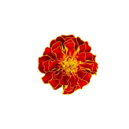 Das komplizierte Design und die lebendigen Farben dieser Ringelblume machen sie perfekt für jedes Projekt, das einen Hauch natürlicher Schönheit oder floraler Eleganz benötigt..
