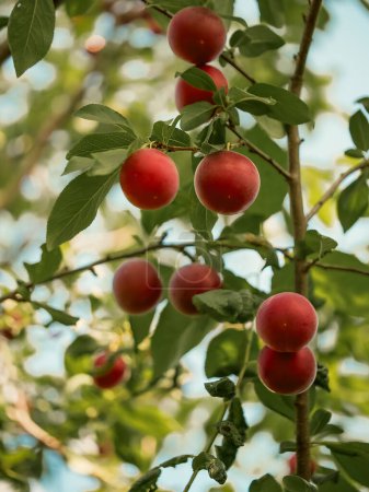 The contrasting colors of red cherrie plums and green leaves create an eye-catching visual; can be used in marketing materials to signify freshness and natural growth.