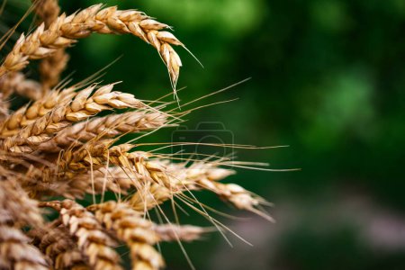 espigas de trigo dorado sobre un telón de fondo silenciado; perfecto para temas de cosecha y otoño.