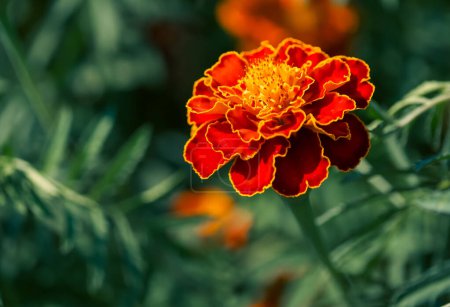 Vivid Orange Marigold: Bright orange marigold with detailed petals against green foliage. Uses: Floral designs, horticulture websites, plant identification guides.