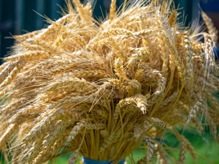 Der Kontrast zwischen dem satten Goldton der reifen Weizengarbe und den gedämpften Tönen von Boden und Laub unterstreicht die Zyklen der Natur